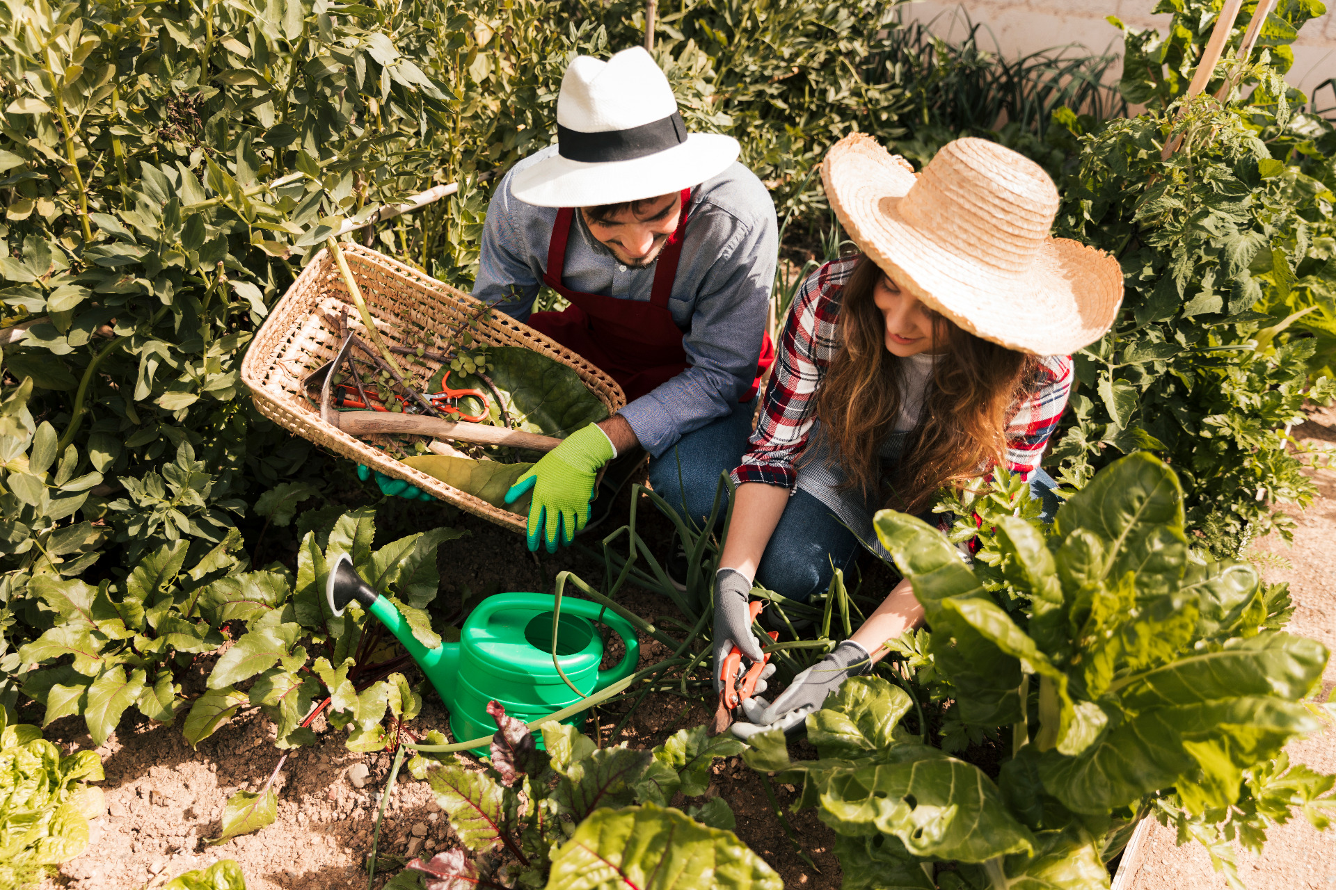 Agricultura Biológica